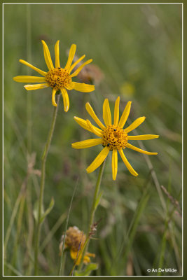 Valkruid - Arnica montana