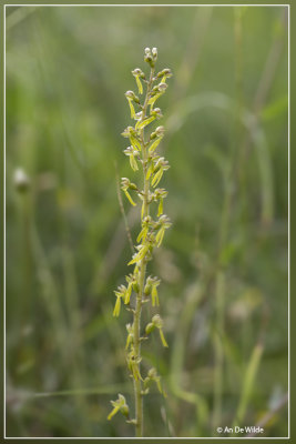 Grote keverorchis - Neottia ovata