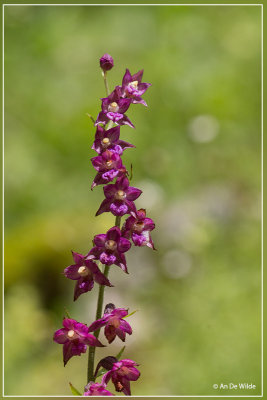 Orchids Julische Alpen (Julian Alps)
