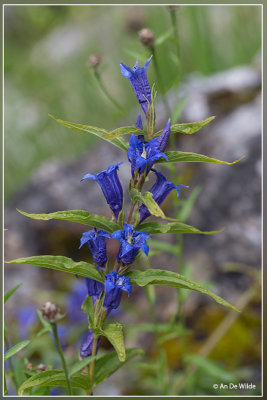 Zijdeplantgentiaan - Gentiana asclepiadea