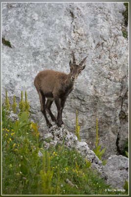 Steenbok - Capra ibex