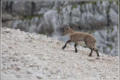 Steenbok - Capra ibex