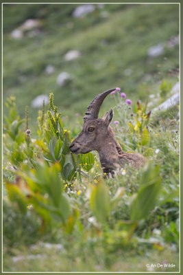 Steenbok - Capra ibex
