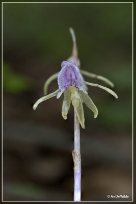 Spookorchis - Epipogium aphyllum	