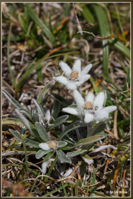 Edelweiss - Leontopodium alpinum