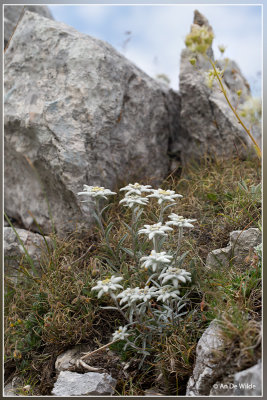 Edelweiss - Leontopodium alpinum