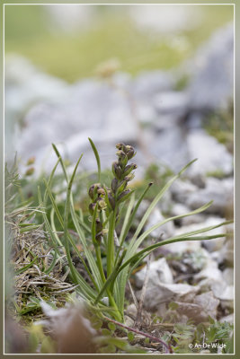 Alpendwergorchis - Chamorchis alpina