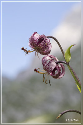 Turkse lelie - Lilium martagon