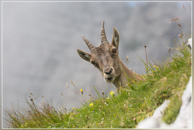 Steenbok - Capra ibex