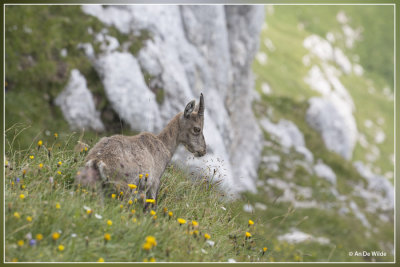 Steenbok - Capra ibex