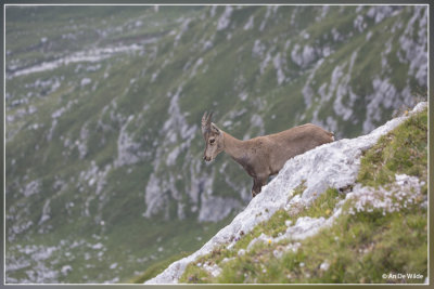 Steenbok - Capra ibex