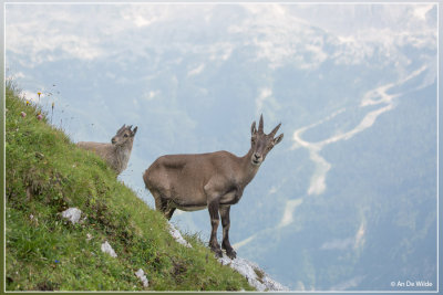 Steenbok - Capra ibex