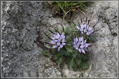 Duivelsklauw - Physoplexis comosa