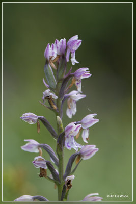 Dactylorhiza iberica