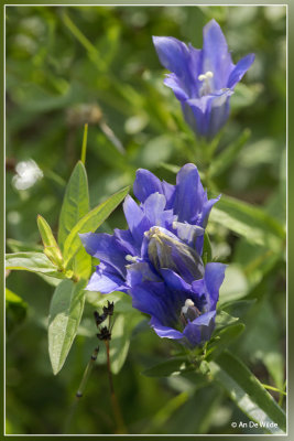 Klokjesgentiaan - Gentiana pneumonanthe