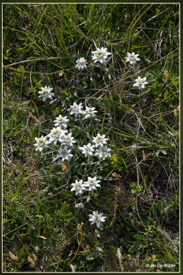 Edelweiss - Leontopodium alpinum