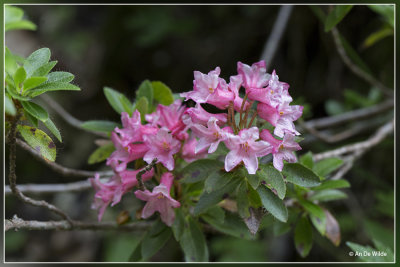 Harig alpenroosje - Rhododendron hirsutum