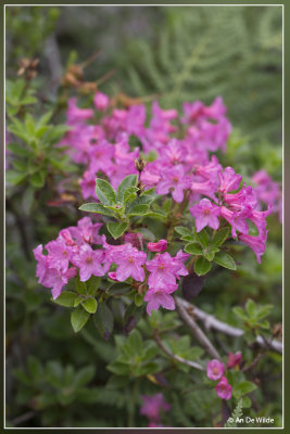Harig alpenroosje - Rhododendron hirsutum