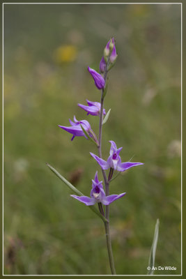 Rood bosvogeltje - Cephalanthera rubra 