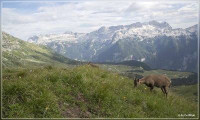 Fauna Julische Alpen (Julian Alps) 