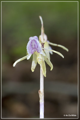 Spookorchis - Epipogium aphyllum	