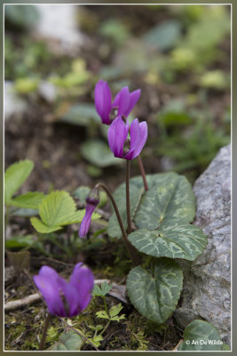 Alpenviooltje - Cyclamen purpurascens