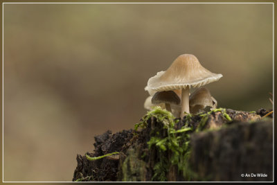 _MG_4066+4067kopie.jpg