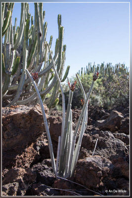 Ceropegia fusca