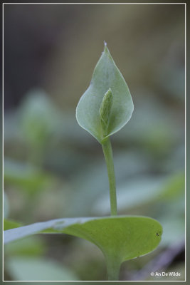 tweehartenorchis  - Gennaria diphylla 