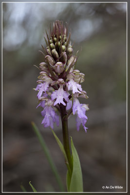 Himantoglossum metlesicsianum