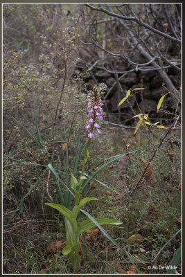 Himantoglossum metlesicsianum