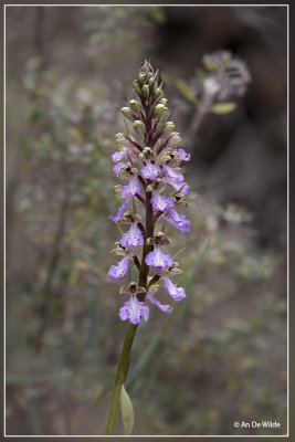 Himantoglossum metlesicsianum