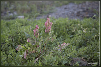 Rumex vesicarius L.