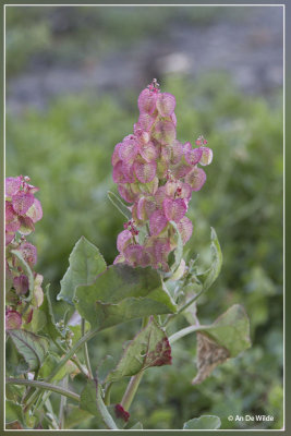 Rumex vesicarius L.