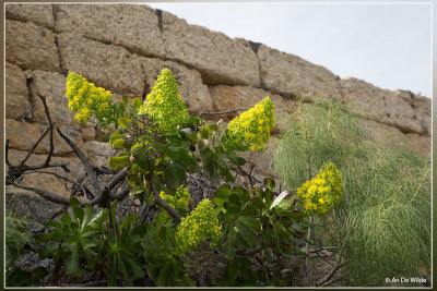 Aeonium canariensis ?