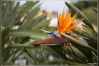 Strelitzia reginae - paradijsvogelbloem