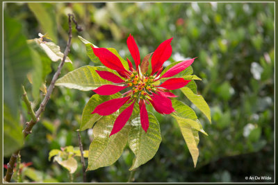 Kerstster - Euphorbia pulcherrima