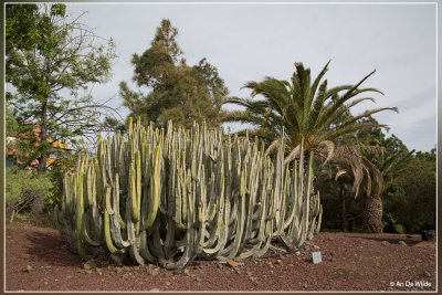 euphorbia canariensis