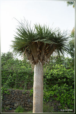 Drakenbloedboom - Dracaena draco