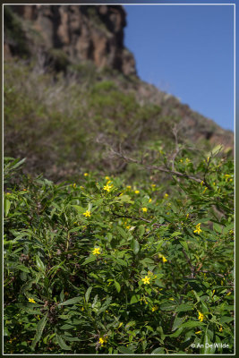 Jasminum odoratissimum L
