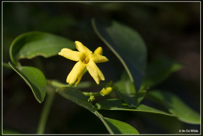 Jasminum odoratissimum L