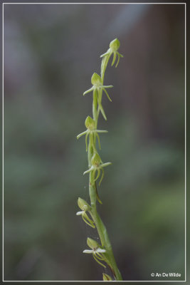 Habenaria tridactylites