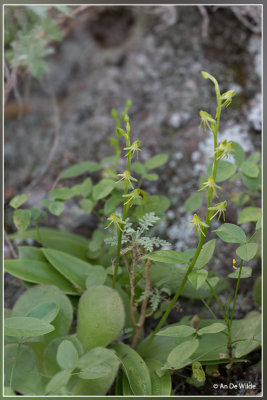 Habenaria tridactylites