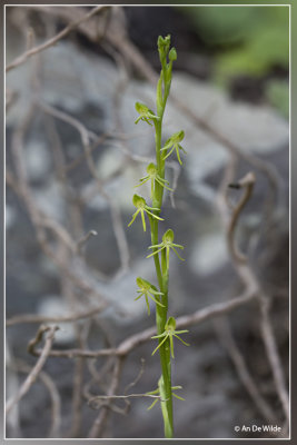 Habenaria tridactylites