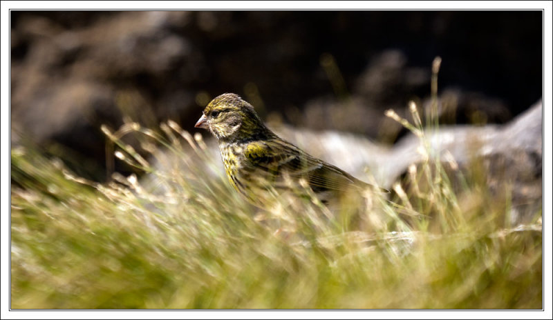 Yellowhammer