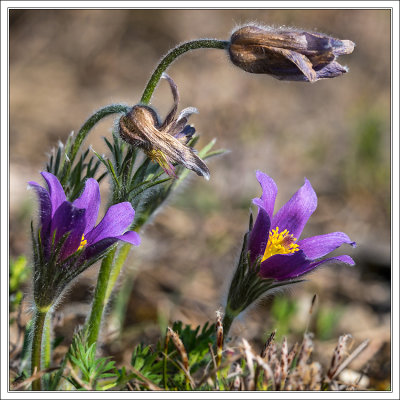 Pasque Flower - kuechenschelle