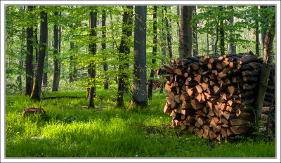Piled Trunks