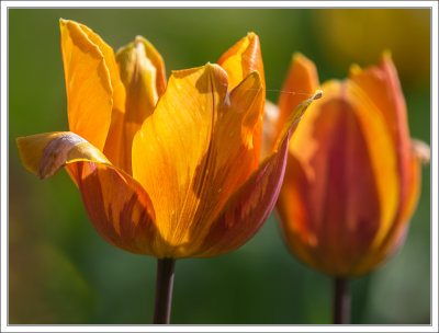 Last Tulips ...