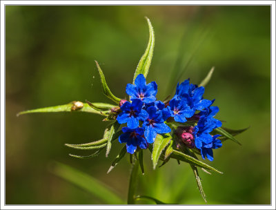 Lungenkraut - Blue Lungwort