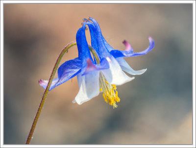 European Columbine